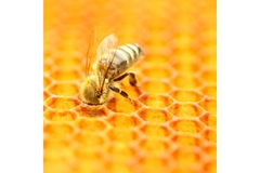 Image Honey bee.